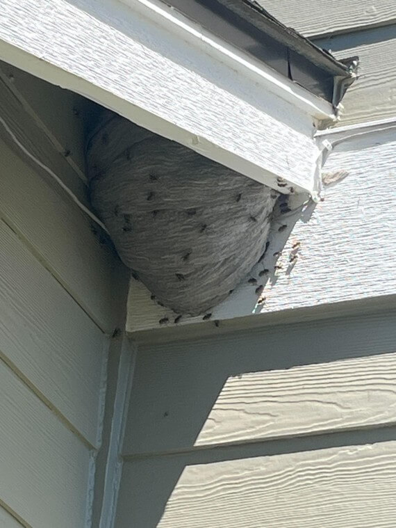 Stonewood-pest-control-home