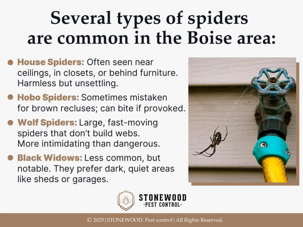 Spider hanging from its web near outdoor water spigot- Four types of spiders common in Boise.