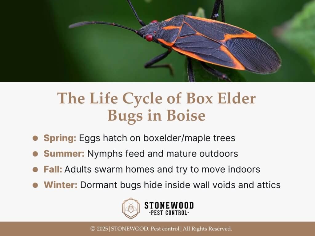 Box elder bug close-up on leaf- Life cycle of box elder bugs in Boise- four seasons.