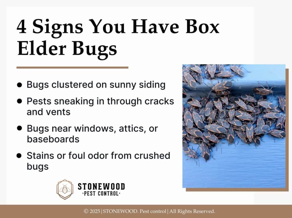 Box elder bug cluster on light painted surface- four signs you have box elder bugs.