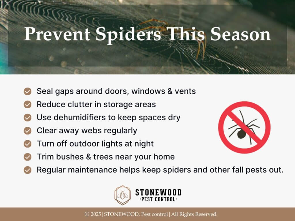 Spider positioned on its intricate web- Seven ways to prevent spiders in the fall.