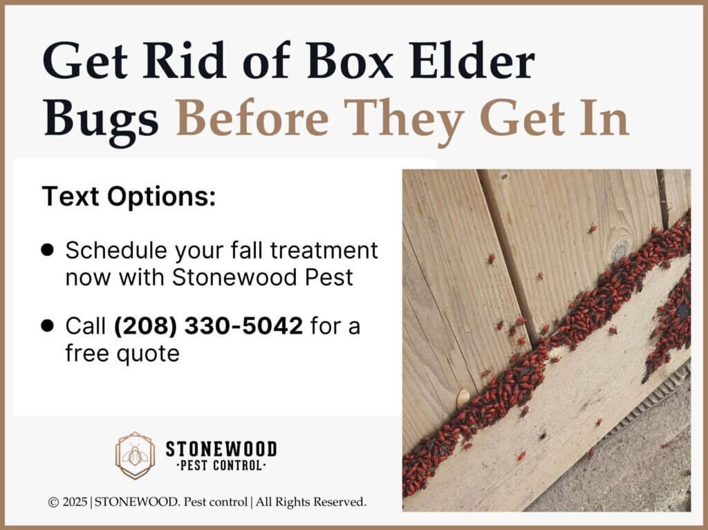 Boise obx elder bug control with Stonewood Pest Control. Phone number listed.