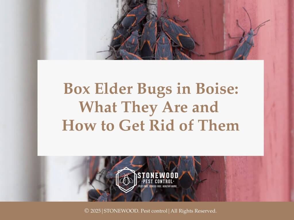 Cluster of box elder bugs on red surface; Box Elder Bugs in Boise: What They Are and How to Get Rid of Them.