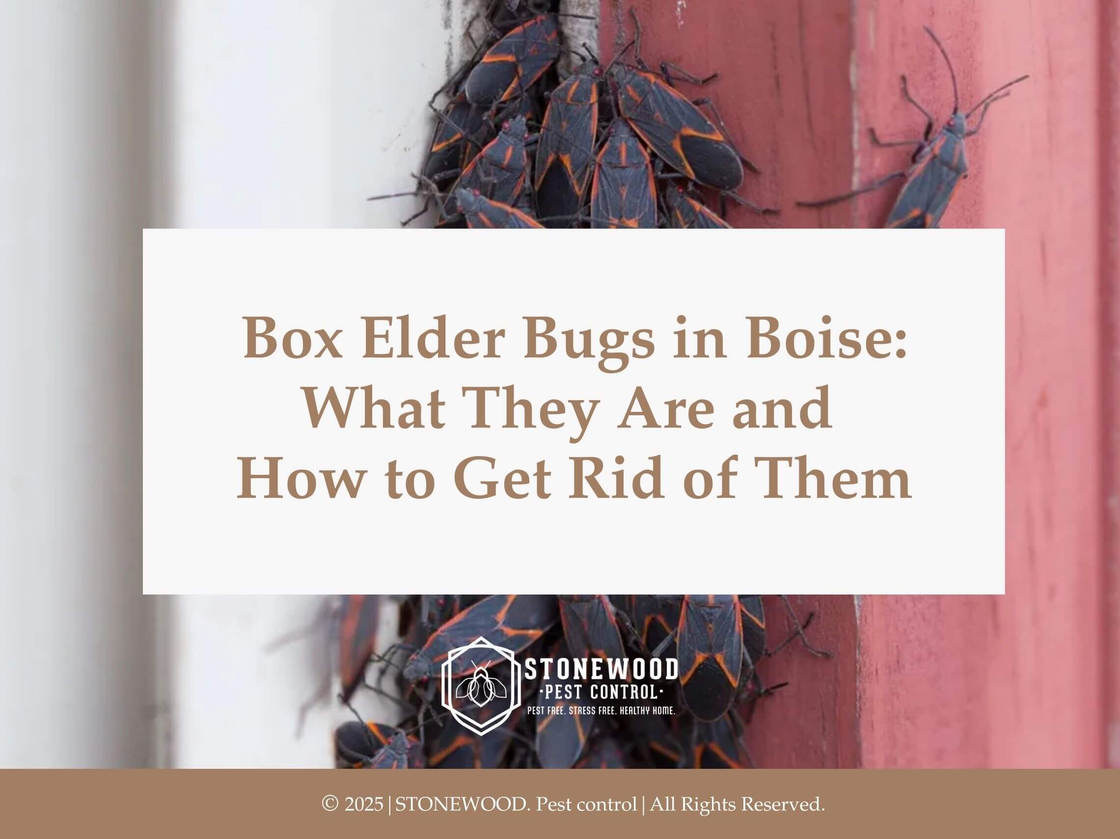 Cluster of box elder bugs on red surface; box elder bugs in boise: what they are and how to get rid of them.