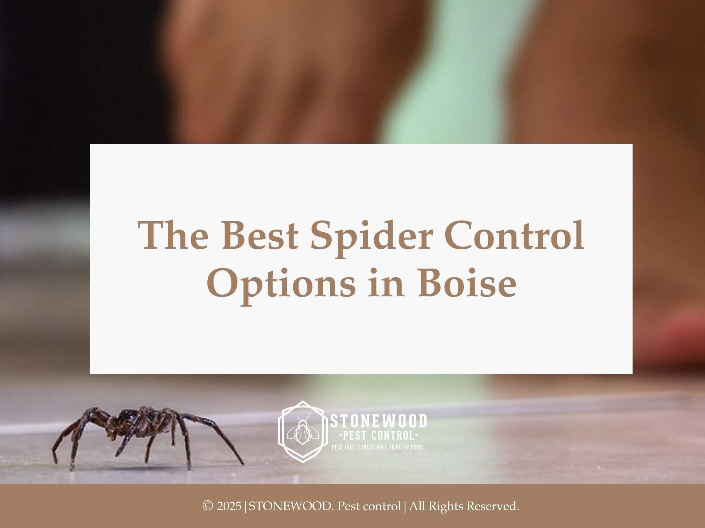 Close-up of spider on floor- the best spider control options in boise.