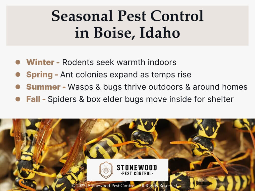 Swarm of yellow and black wasps in nest- Boise seasonal pest control- seasonal pests listed.
