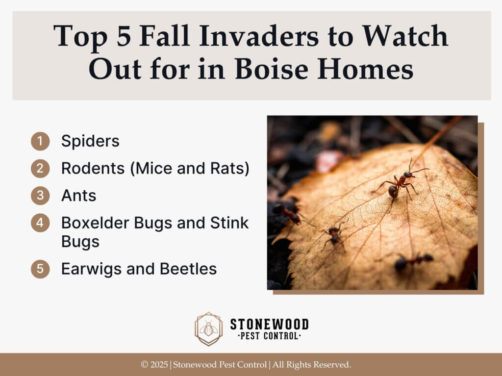 Ants crawling on dry, brown, leaf on ground. Five fall pests during fall in Boise.