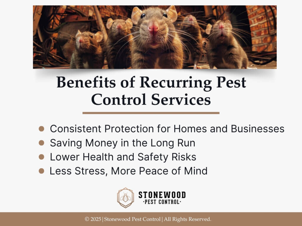 Group of rats in basement- Four benefits of recurring pest control services.