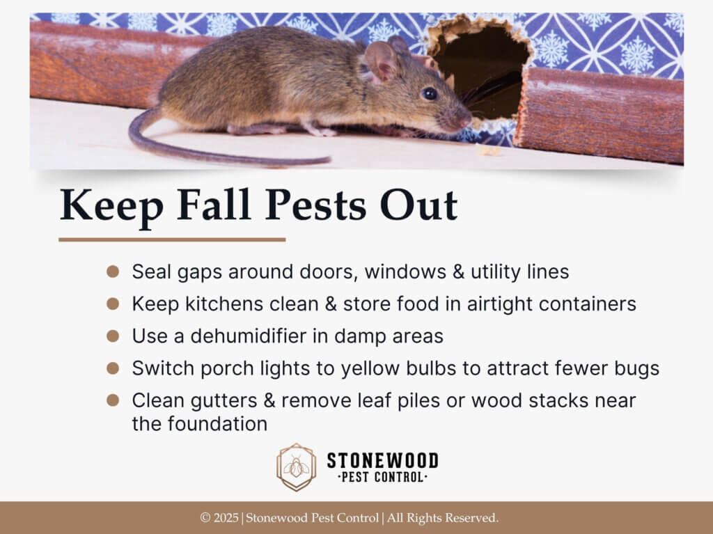 Mouse entering a hole chewed into the wall baseboard and wall. Five ways to keep fall pests out.