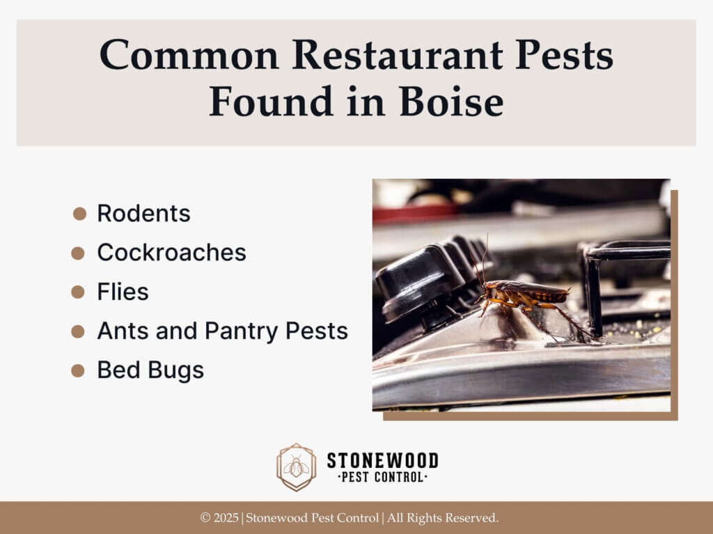 Close-up of cockroach on metal kitchen surface- Five common restaurant pests in Boise.