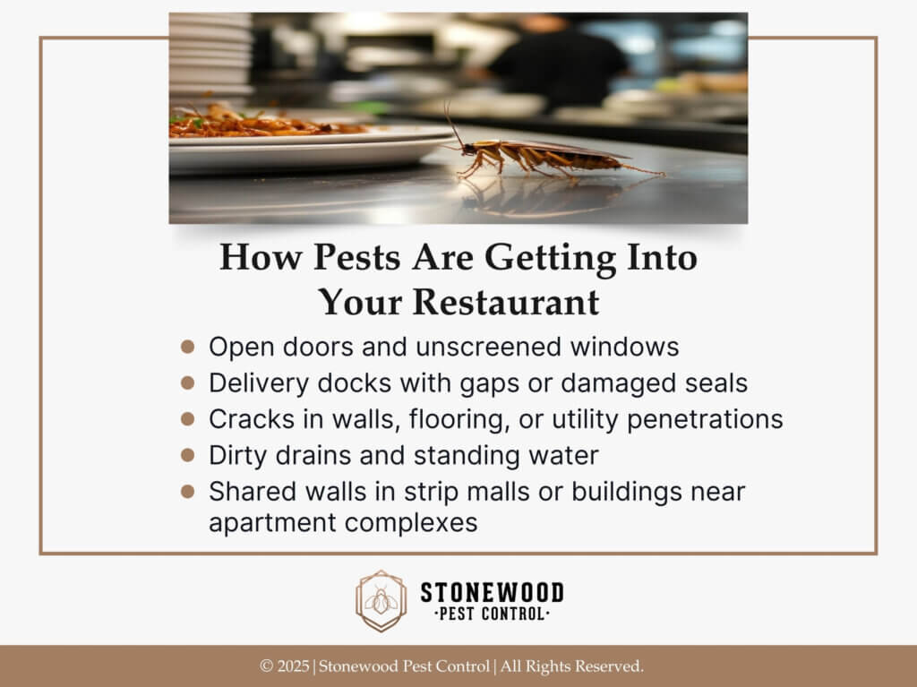 Cockroach on restaurant counter near plate of food- Five ways pests are getting into your restaurant.