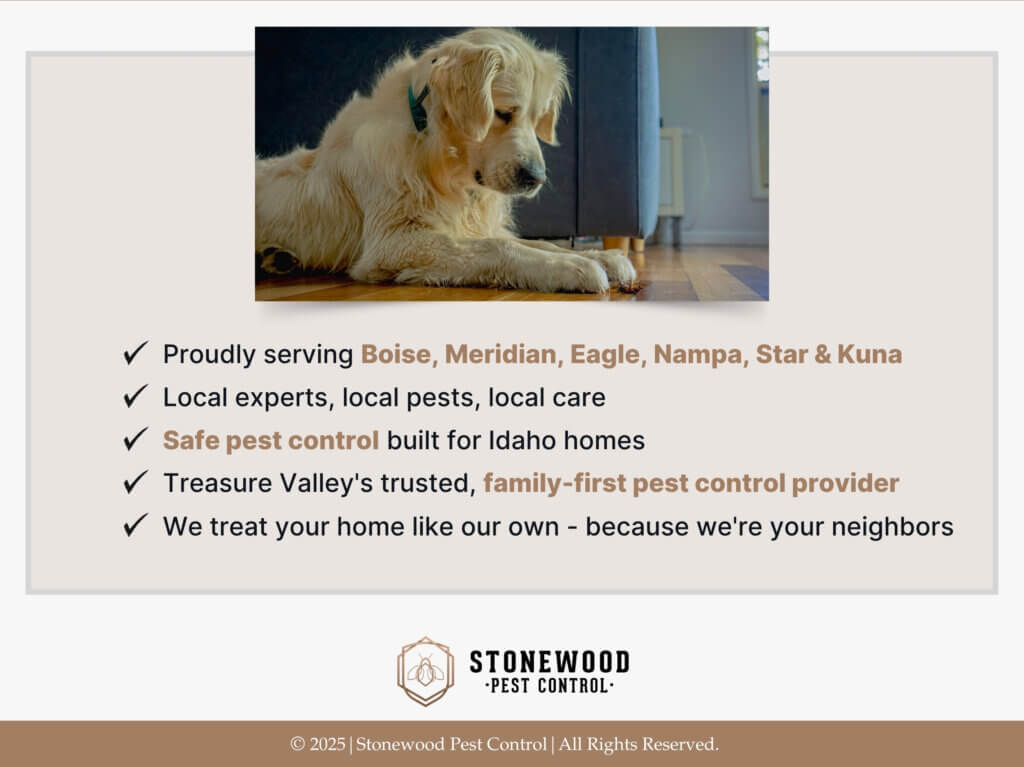 A dog lying on the floor staring at a dead beetle near its paws. Five reasons to hire Stonewood Pest Control.