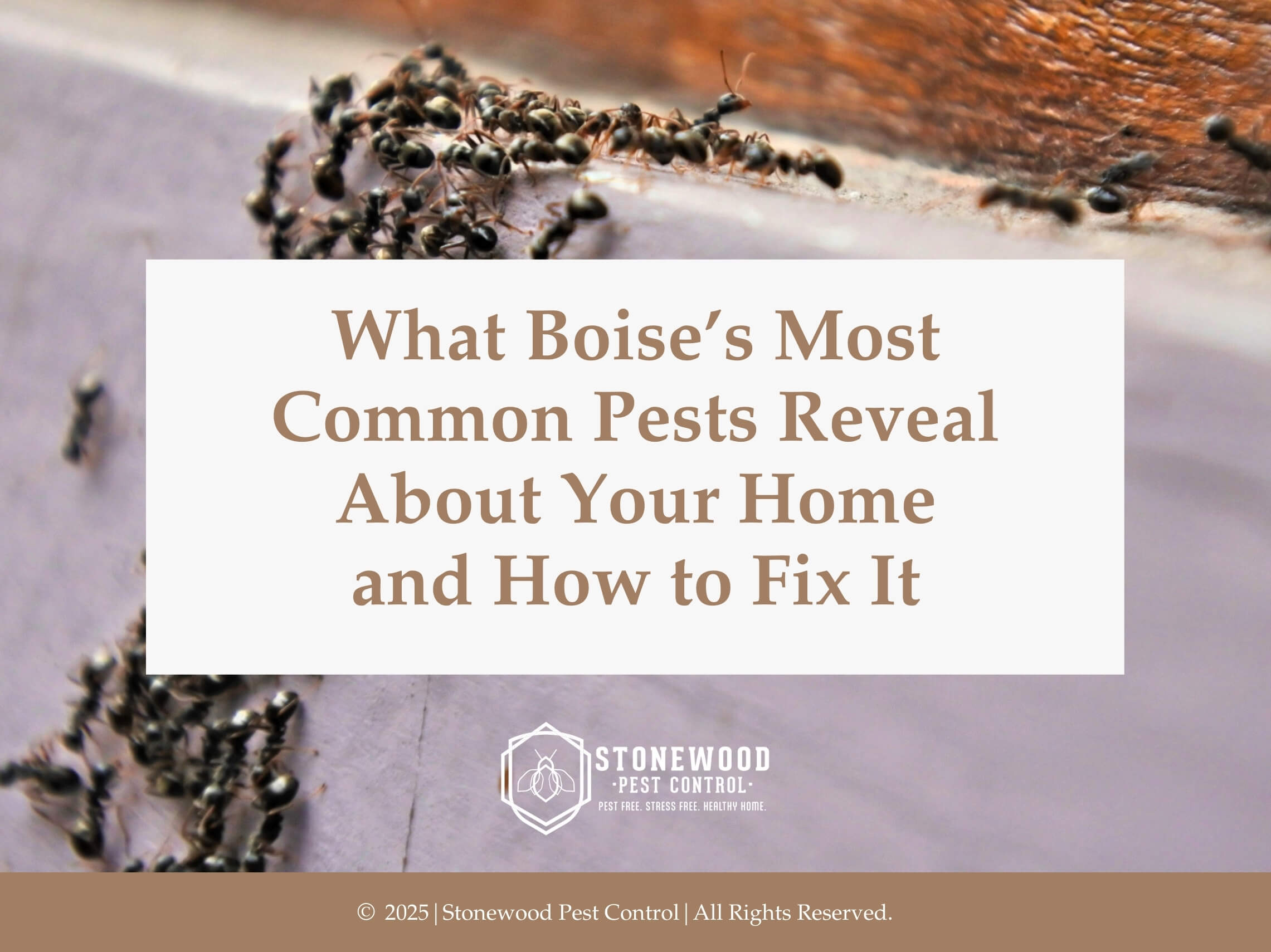 Close-up of ants clustered on edge of wooden surface- what boise's most common pests reveal about your home and how to fix it.