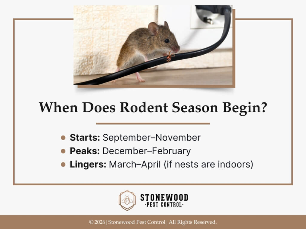 Mouse chewing exposed electrical cable on floor near a wall- when does rodent season begin? 3 facts.