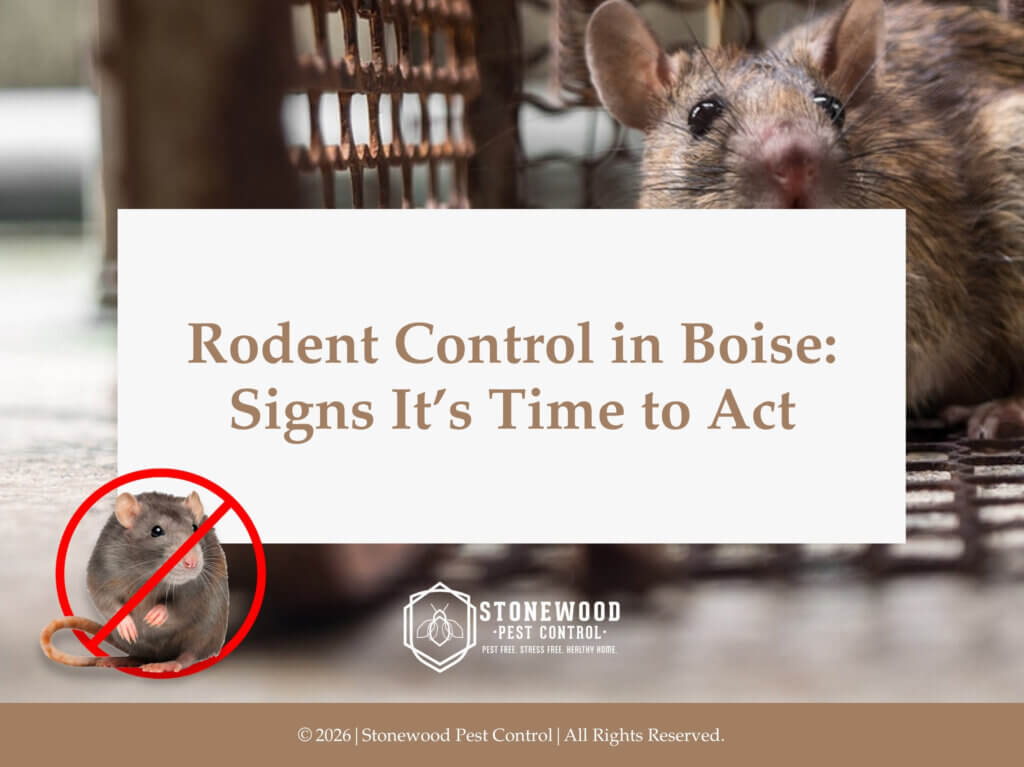 Mouse caught inside metal trap on floor- Rodent Control in Boise.