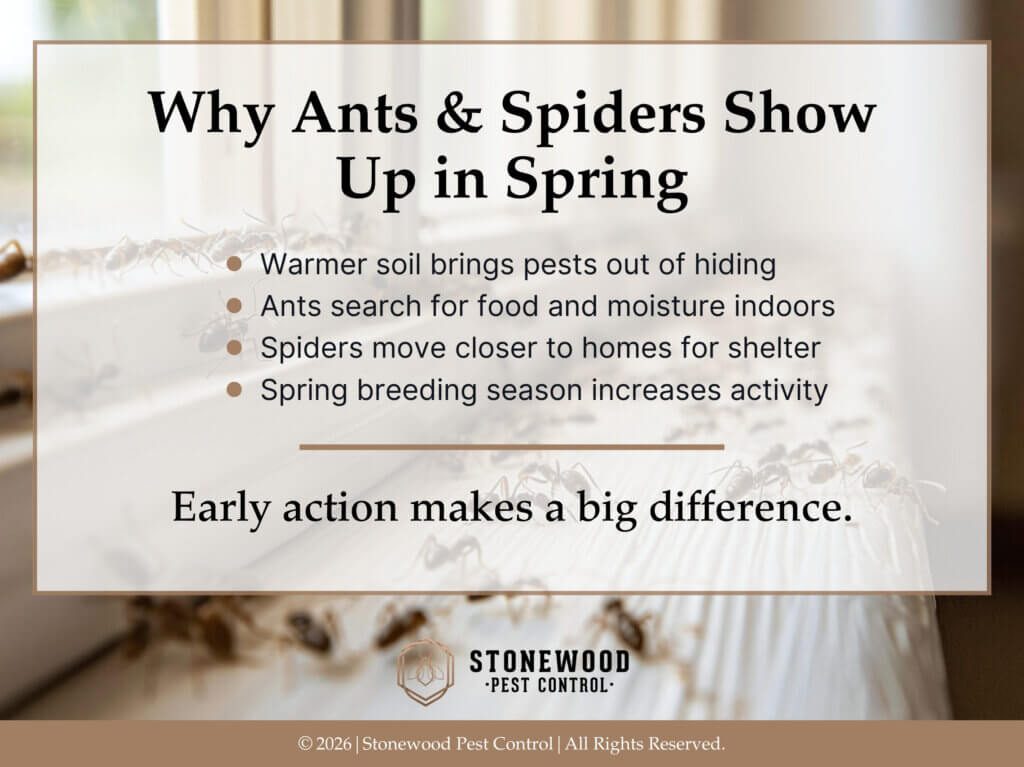 Ants crawling on edge of windowsill. Four reasons ants and spiders show up in spring.