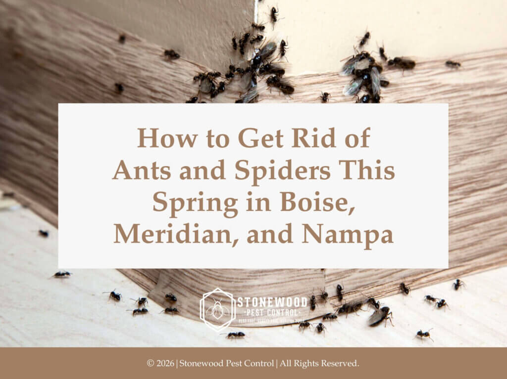 Cluster of ants crawling along corner wall. Article title.