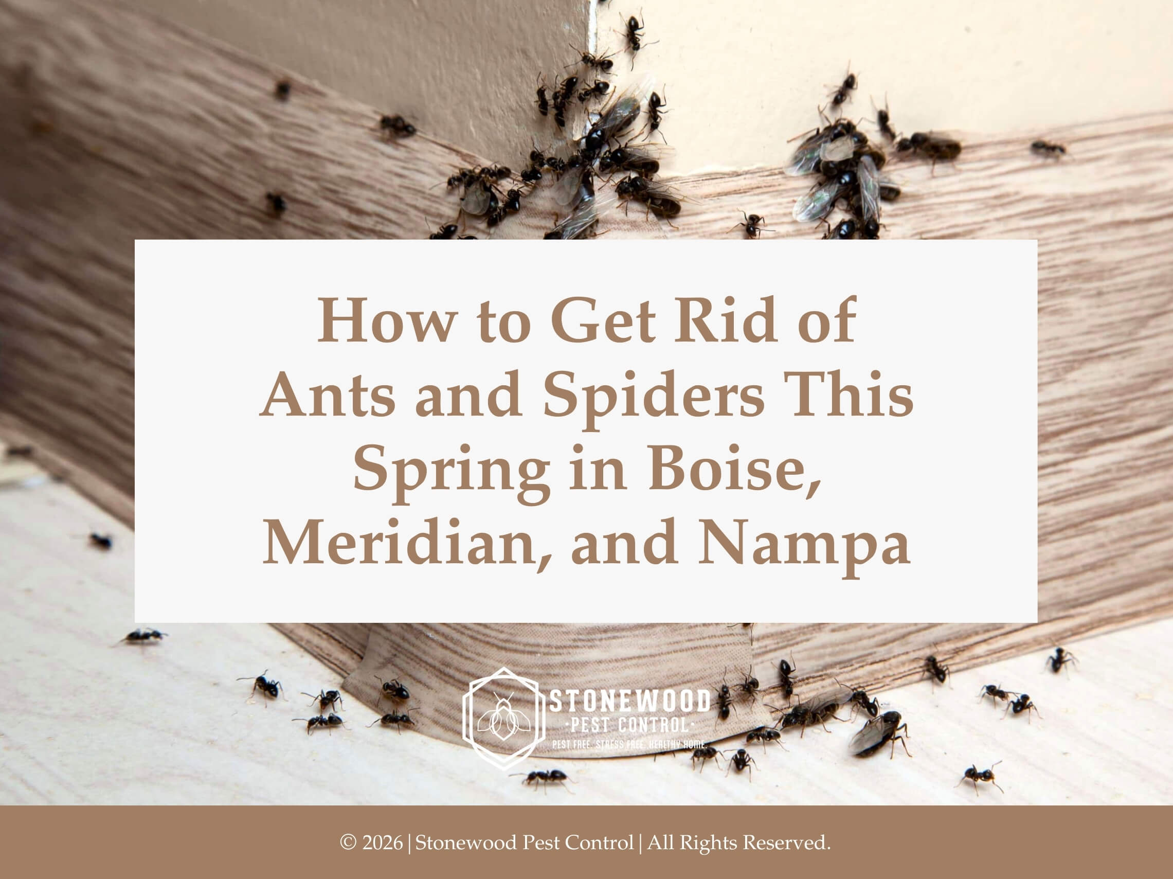 Cluster of ants crawling along corner wall. Article title.